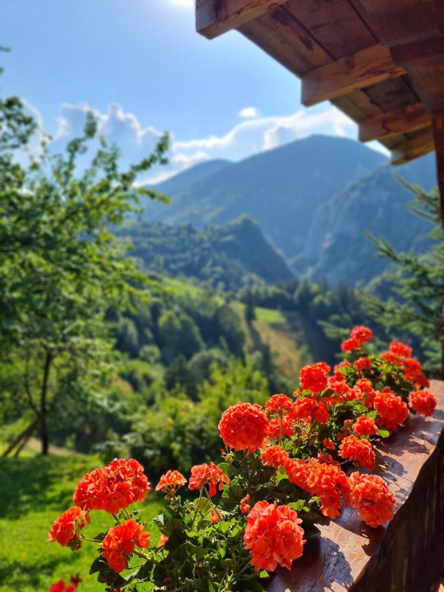 Case de vacanță Casa Muchia Lui Gîrniță