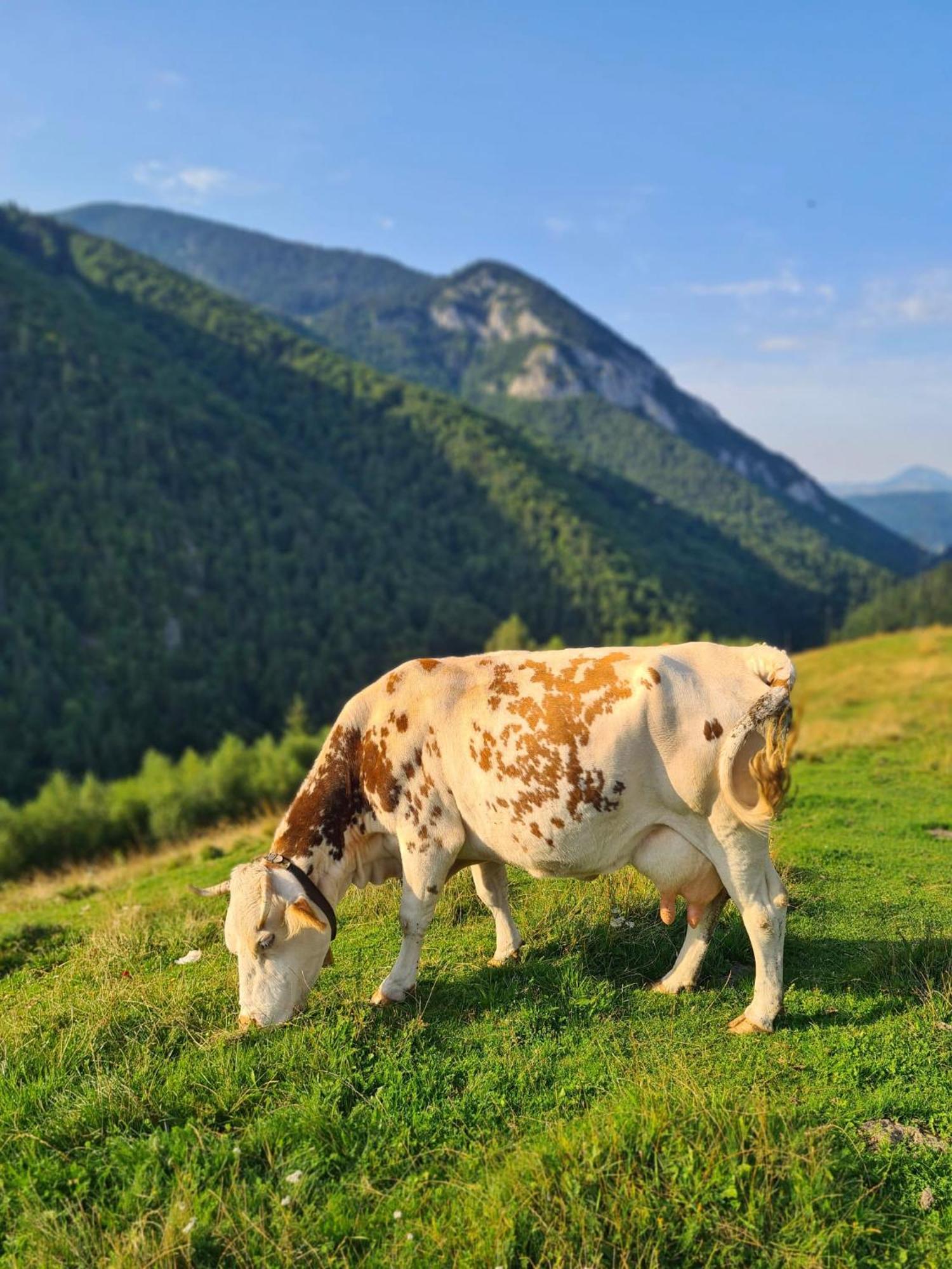 Casa Muchia Lui Gîrniță Case de vacanță