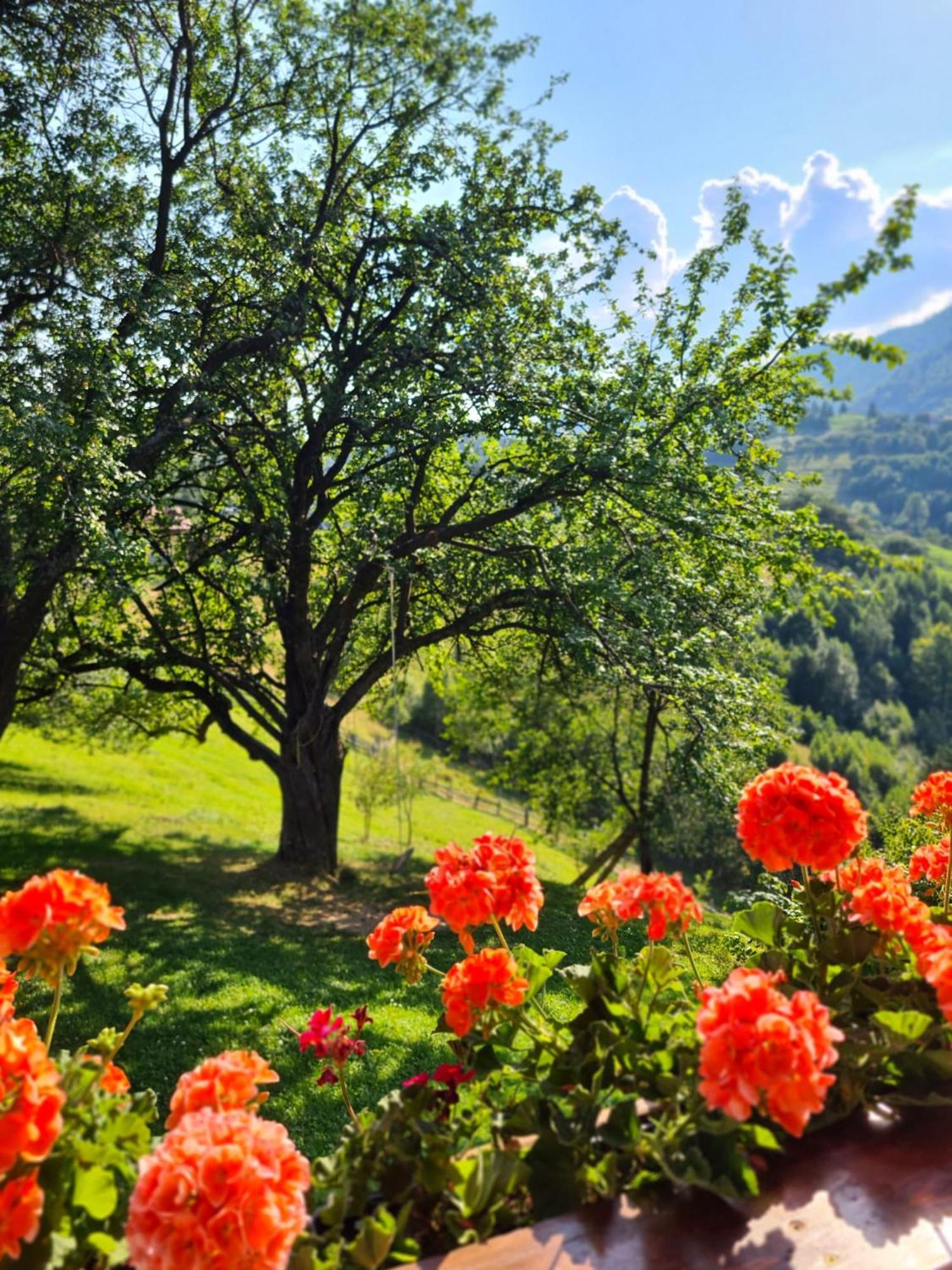 Casa Muchia Lui Gîrniță